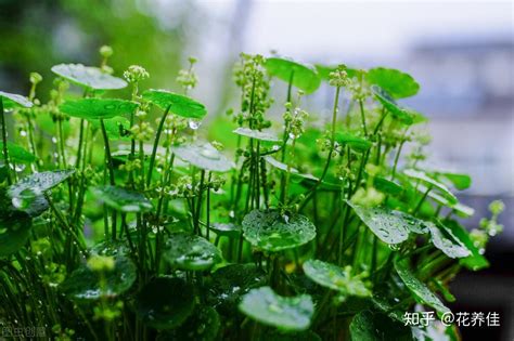 招财植物|13种最适合客厅养的花卉植物，招财进宝寓意好